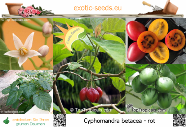 Cyphomandra betacea 'rot' * Tamarillo * 50 Samen